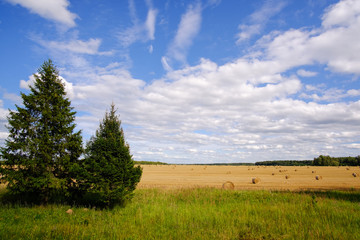 Summer landscape. Harvest field with straw bales in summer.