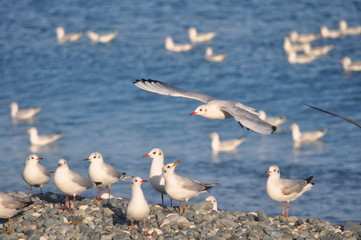 The beautiful bird Larus ridibundus (Black-headed Gull) in the natural environment