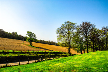 Fototapeta na wymiar Lawn with dirt road, trees and plantation in the background, cloudless blue sky, Scotland, UK