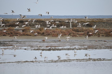 The beautiful bird Larus ridibundus (Black-headed Gull) in the natural environment
