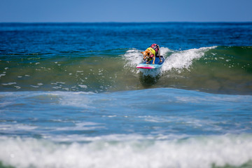 Naklejka premium Surf Dogs