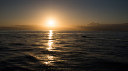 Obraz premium A whale breathing at sunset