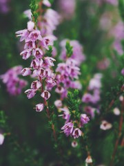 Purple heather flowers in a forest