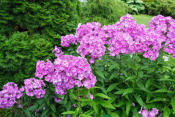 Flowers of pink phlox, summer in the garden.