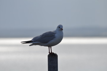 The beautiful bird Larus ridibundus (Black-headed Gull) in the natural environment