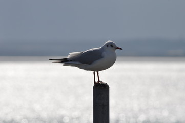 The beautiful bird Larus ridibundus (Black-headed Gull) in the natural environment