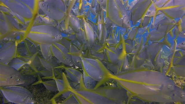 Silver Trevally School, Bream Or Skipjack Fish Schooling In Blue Sea Underwater. Yellow Tail Fish School Feeding & Swimming On Coral Reef In Blue Water At South Solitary Islands Australia