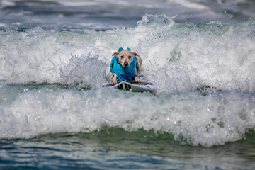 Naklejka premium Surf Dogs