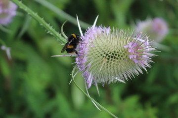 bee on flower