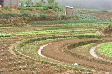 champ vietnam