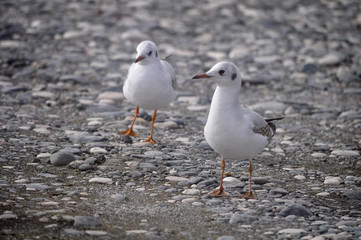 The beautiful bird Larus ridibundus (Black-headed Gull) in the natural environment