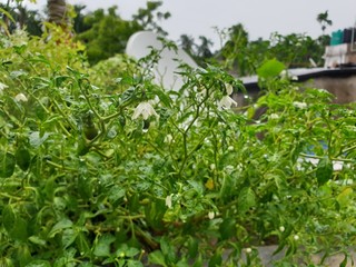 young plants with tiny flowers