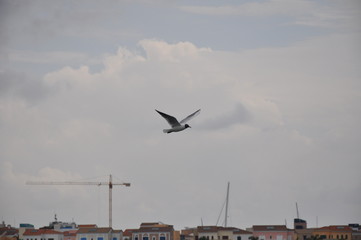 Fototapeta premium The beautiful bird Larus ridibundus (Black-headed Gull) in the natural environment