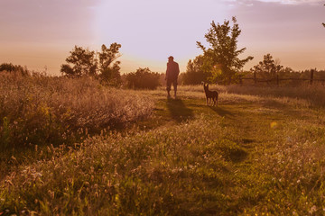 silhouette of a man and a purebred puppy at sunset in the meadow