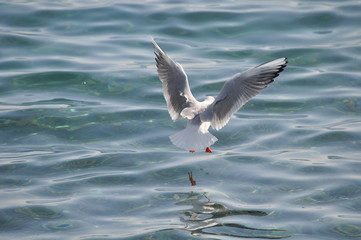The beautiful bird Larus ridibundus (Black-headed Gull) in the natural environment