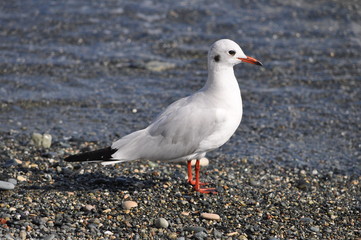 The beautiful bird Larus ridibundus (Black-headed Gull) in the natural environment