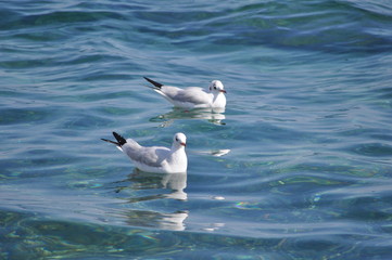 The beautiful bird Larus ridibundus (Black-headed Gull) in the natural environment