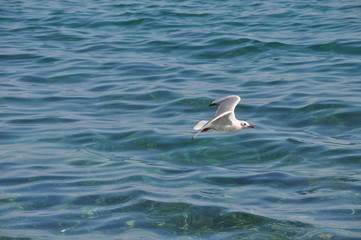 The beautiful bird Larus ridibundus (Black-headed Gull) in the natural environment