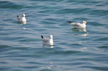 The beautiful bird Larus ridibundus (Black-headed Gull) in the natural environment