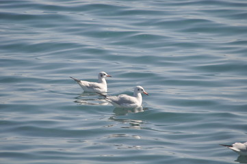 The beautiful bird Larus ridibundus (Black-headed Gull) in the natural environment