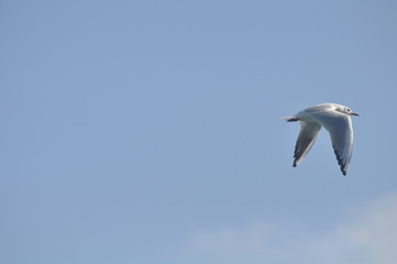 The beautiful bird Larus ridibundus (Black-headed Gull) in the natural environment