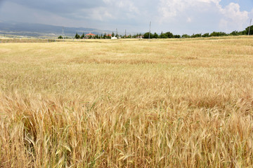 wheat field in village
