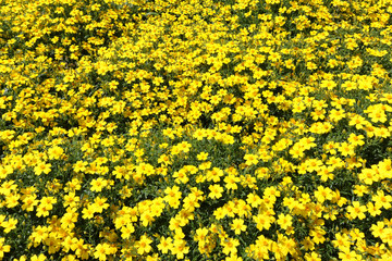 Yellow flowers for background or texture.