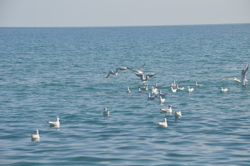 The beautiful bird Larus ridibundus (Black-headed Gull) in the natural environment