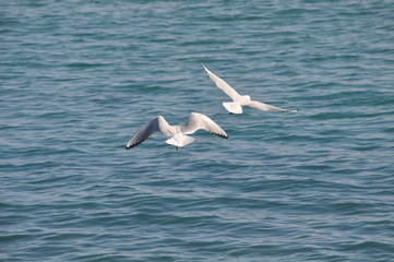 The beautiful bird Larus ridibundus (Black-headed Gull) in the natural environment