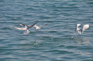 The beautiful bird Larus ridibundus (Black-headed Gull) in the natural environment