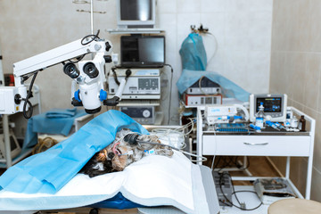 Dog under anesthesia lie on operating table in operating room. Dog surgery operation