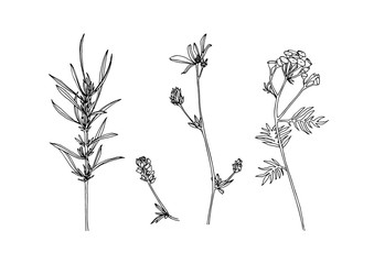 Set of hand drawn outline wild herbs. Plant painting by ink. Sketch botanical vector illustration. Black isolated tansy and loosestrife wildflower on white background