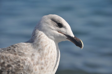 The beautiful bird Larus ridibundus (Black-headed Gull) in the natural environment