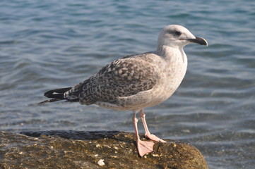 The beautiful bird Larus ridibundus (Black-headed Gull) in the natural environment