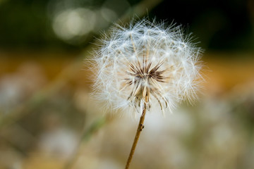 Obraz premium dandelion on background of green grass