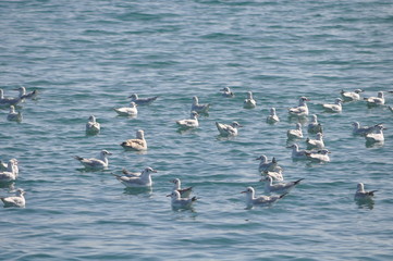 The beautiful bird Larus ridibundus (Black-headed Gull) in the natural environment