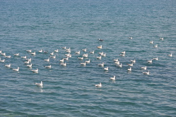 The beautiful bird Larus ridibundus (Black-headed Gull) in the natural environment