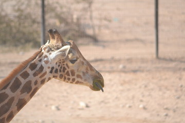 Obraz premium portrait of a giraffe