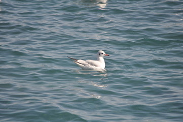 The beautiful bird Larus ridibundus (Black-headed Gull) in the natural environment
