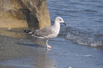 The beautiful bird Larus ridibundus (Black-headed Gull) in the natural environment