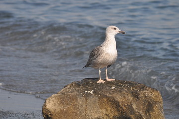 The beautiful bird Larus ridibundus (Black-headed Gull) in the natural environment