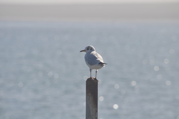 Obraz premium The beautiful bird Larus ridibundus (Black-headed Gull) in the natural environment