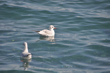 The beautiful bird Larus ridibundus (Black-headed Gull) in the natural environment