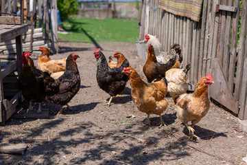 Chickens graze in a lawn at a home farm