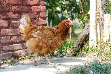 Chickens walking around in the garden