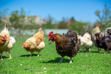 rooster and chickens graze on green grass. Livestock in the village