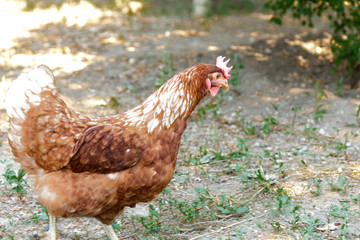 Chickens walking around in the garden