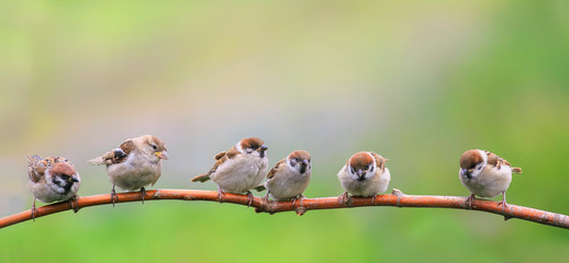 beautiful natural background with little funny Chicks Sparrow birds sitting on a branch in Sunny...