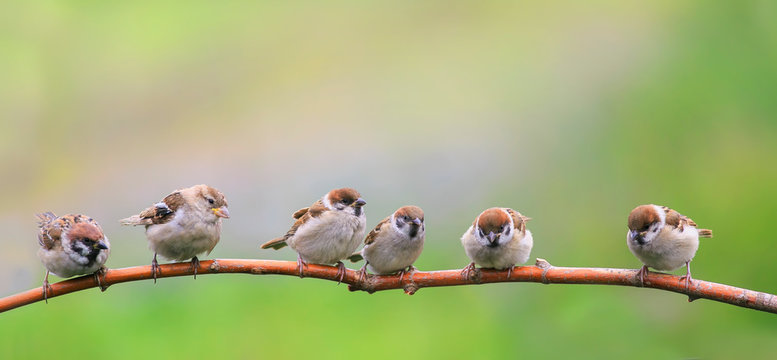beautiful natural background with little funny Chicks Sparrow birds sitting on a branch in Sunny summer garden