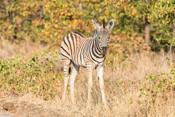 Burchells zebra foal looking towards the camera